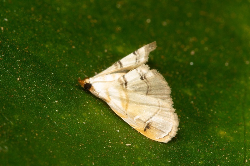 Trichophysetis fulvifusalis