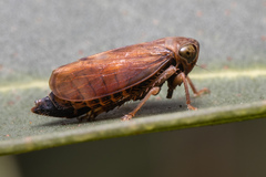 Neotartessus flavipes
