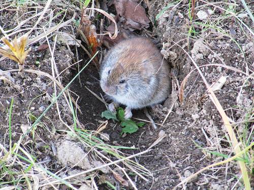 Grey Red-backed Vole, г. Дальнегорск, Приморский край, Россия, photo 5 of 10