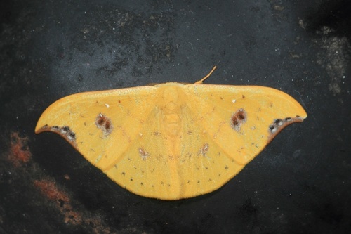 Tridrepana lunulata (Butler, 1887)