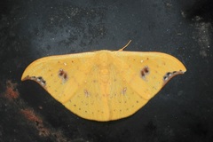 Tridrepana lunulata
