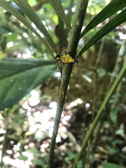 Actinacantha globulata