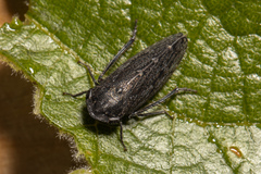Putoniessa
