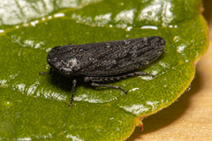 Putoniessa