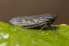 Putoniessa
