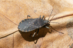 Acantholybas kirkaldyi