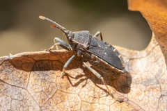 Acantholybas kirkaldyi