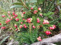 Acrothamnus maccraei