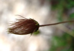 Geum montanum