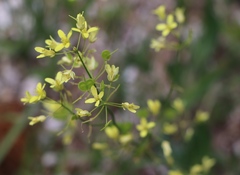 Biscutella laevigata