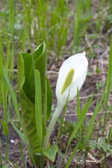 Lysichiton camtschatcensis