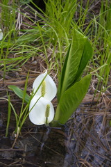 Lysichiton camtschatcensis