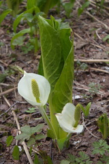 Lysichiton camtschatcensis
