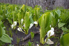 Lysichiton camtschatcensis