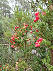 Acrothamnus maccraei