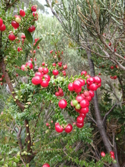 Acrothamnus maccraei