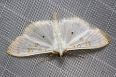 Palpita horakae