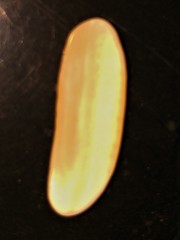 Solecurtus divaricatus