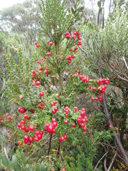 Acrothamnus maccraei