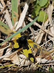 Libelloides macaronius