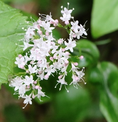 Valeriana montana