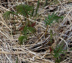 Sanguisorba tenuifolia