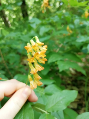 Image of Lathyrus aureus by (c) Екатерина Кропочева, some rights reserved (CC BY)