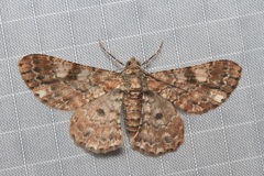 Cleora tenebrata