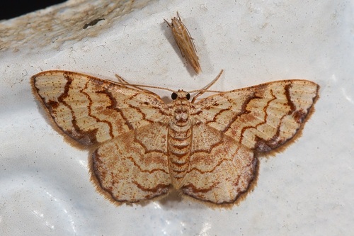 Lipomelia