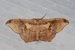 Hyposidra incomptaria