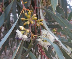 Eucalyptus odorata