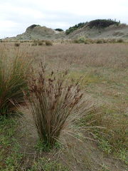 Juncus kraussii