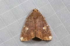 Amyna apicipuncta