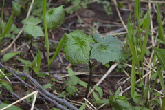 Parasenecio kamtschaticus