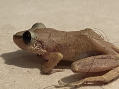 Eleutherodactylus antillensis