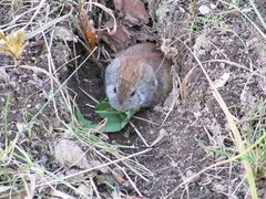 Craseomys rufocanus