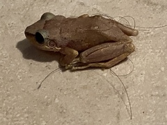 Eleutherodactylus antillensis