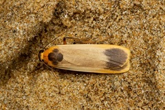 Brunia dorsalis