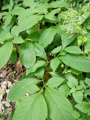 Scopolia caucasica