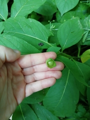 Scopolia caucasica