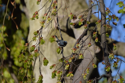 Setophaga caerulescens