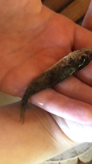 Gymnocephalus cernua