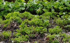 Epilobium glandulosum