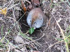 Craseomys rufocanus