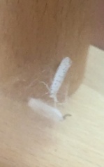 Yponomeuta evonymella