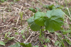 Parasenecio kamtschaticus