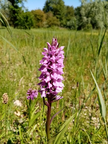 Southern Marsh-orchid