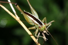 Conocephalus melaenus