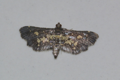 Eurrhyparodes bracteolalis