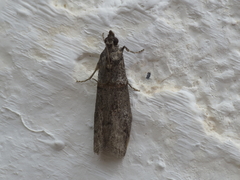 Acrobasis obliqua